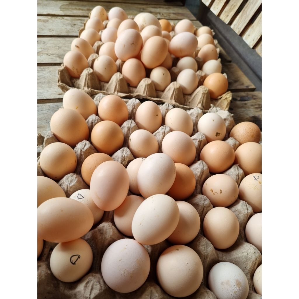 

Telur Ayam Kampung (KUB) [Baca Deskripsi]