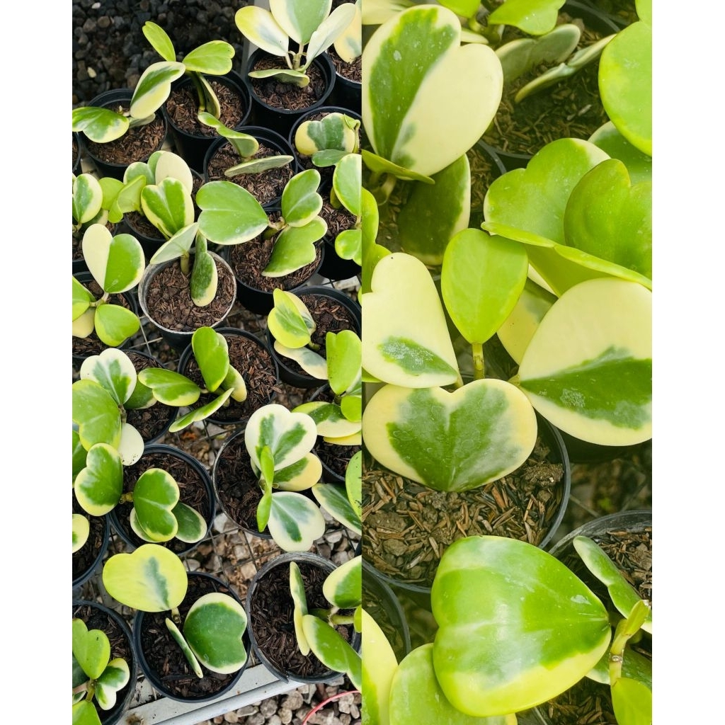 Hoya kerrii variegata