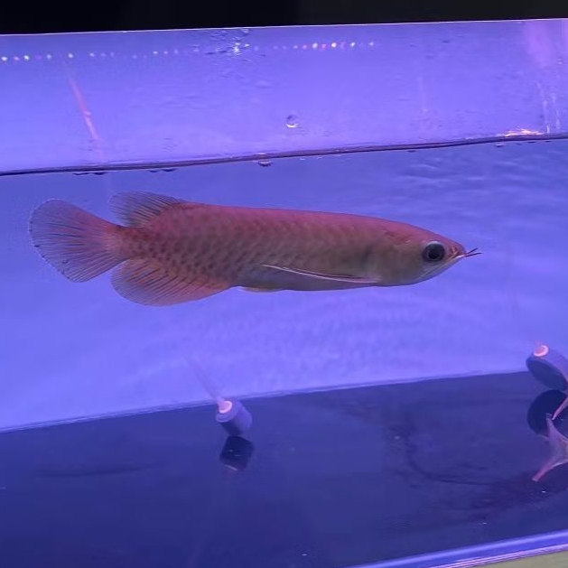 Arwana green Pino 14cm