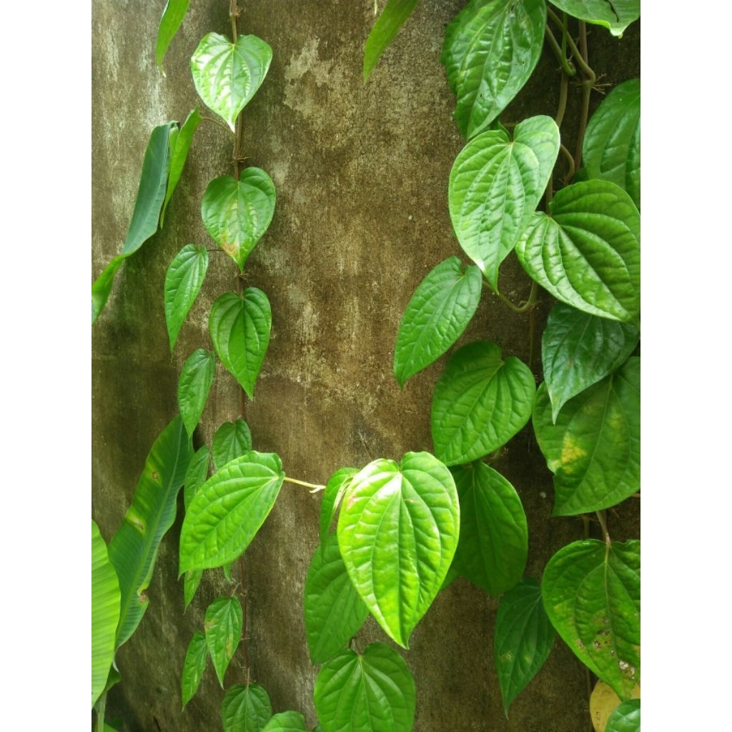 

Daun Sirih Hijau