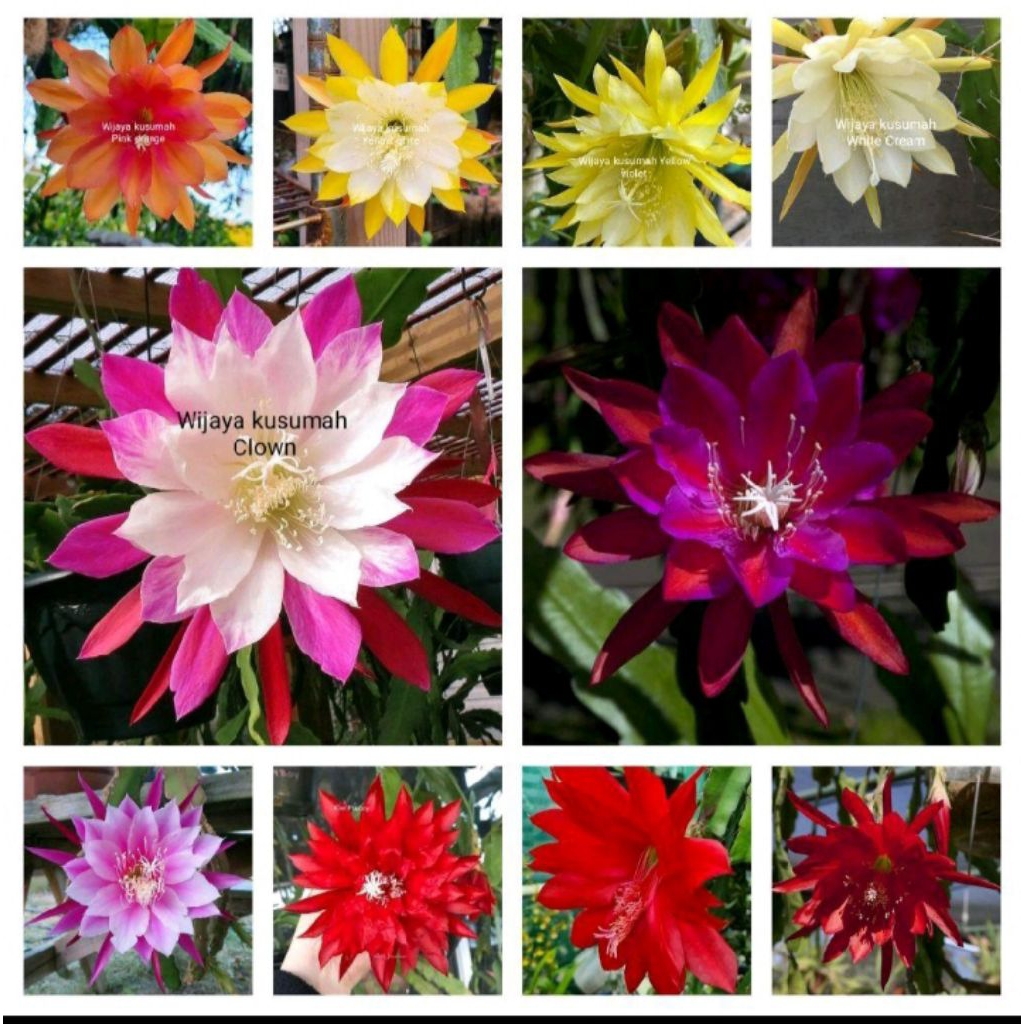 Tanaman hias gantung paket 10 Wijaya kusumah macam bunga