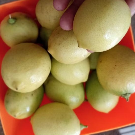 

Jeruk Lemon Asli