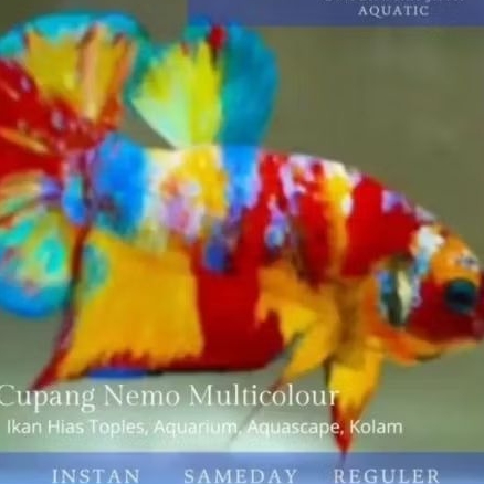 Cupang Nemo Multicolour Good Quality Hiasan Aquarium