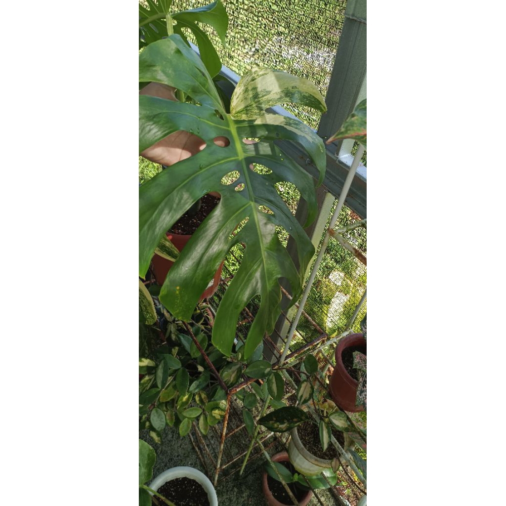 Monstera marmorata