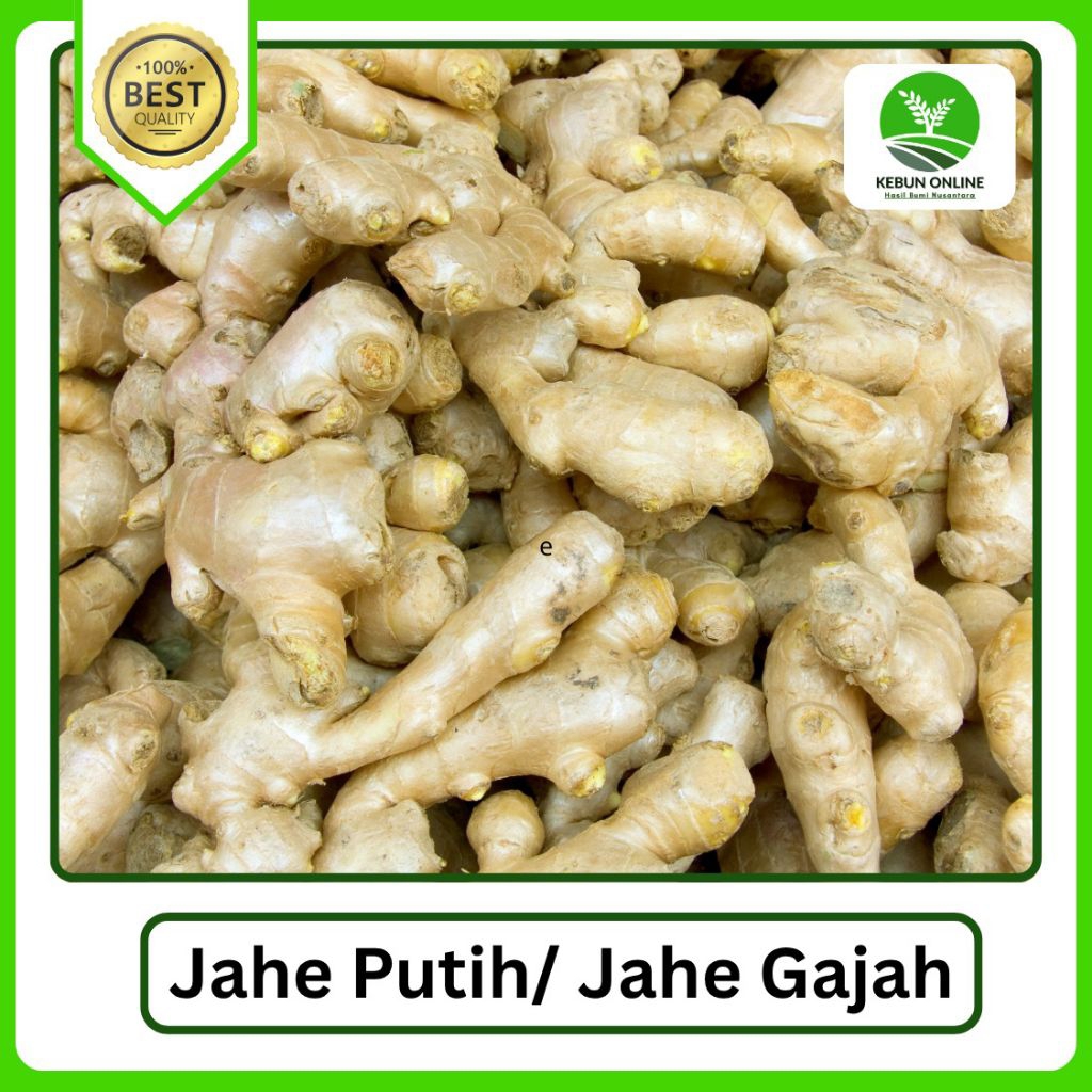 

Jahe Putih/ Jahe Gajah Segar [500g] COD Hemat