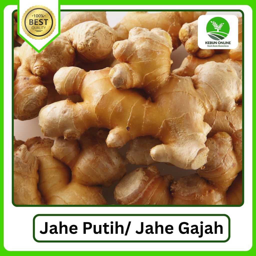 

Jahe Putih/ Jahe Gajah Segar [1000g] COD Hemat