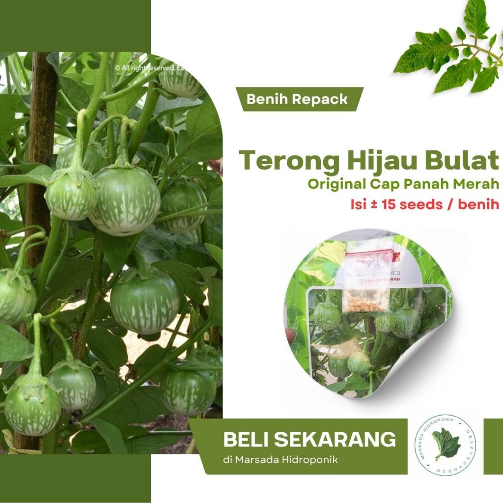 Benih atau BIbit Terong Bulat / Terong Lalap Provita F1 Cap Panah Merah Kemasan Repack