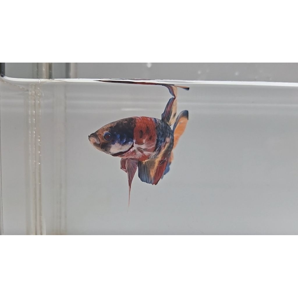 (kab. gunung kidul, nglipar, DI Yogyakarta) Hiasan Aquarium Betta Fish Giant Multi Color Body Only 5