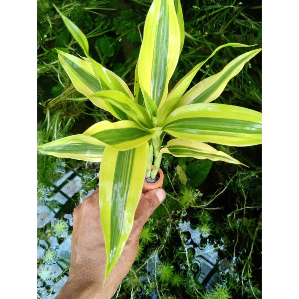 bambu hoki kuning media pot tanaman hias