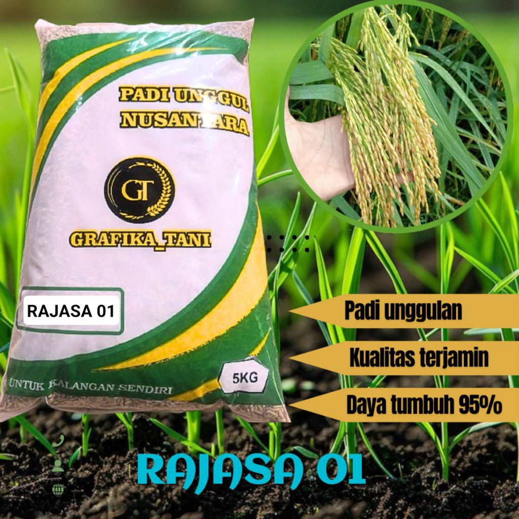 BENIH PADI RAJASA 01 5KG ORIGINAL