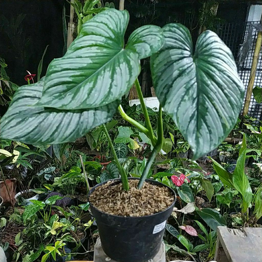 Mamei silver cloud ukuran besar