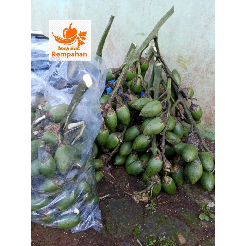 

buah pinang muda segar 1 kg segar