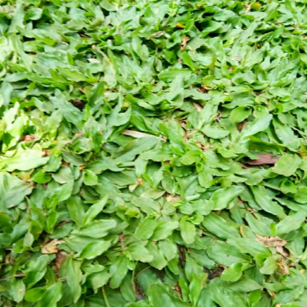 jual rumput gajah mini - rumput gajah mini - rumput