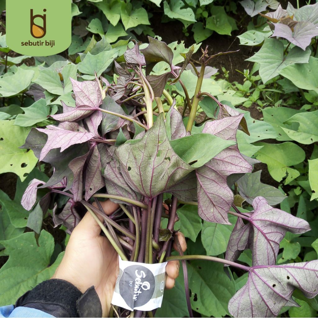 Bibit ubi jalar Stek ubi jalar Jepang Narutokintoki sbj4 isi 10 batang