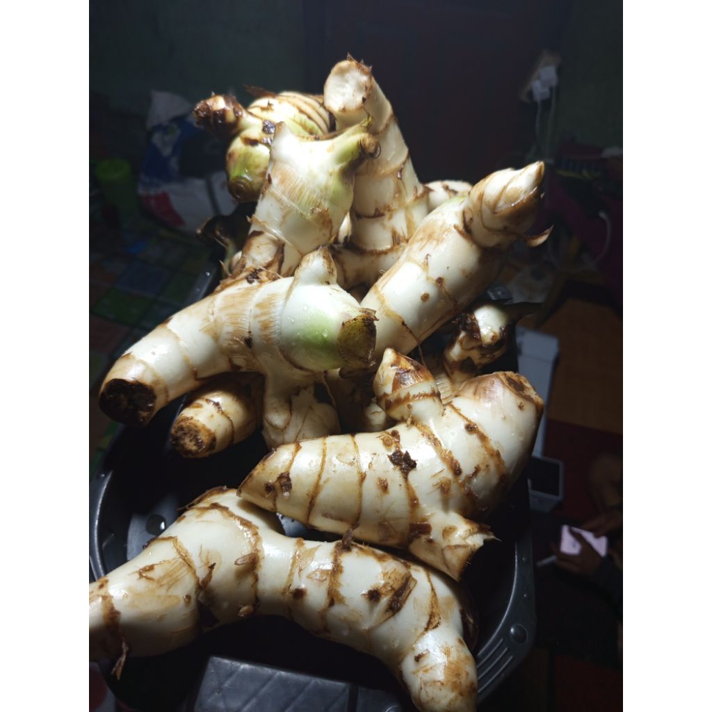 

Umbi ganyong/ganyol merah segar 500gram