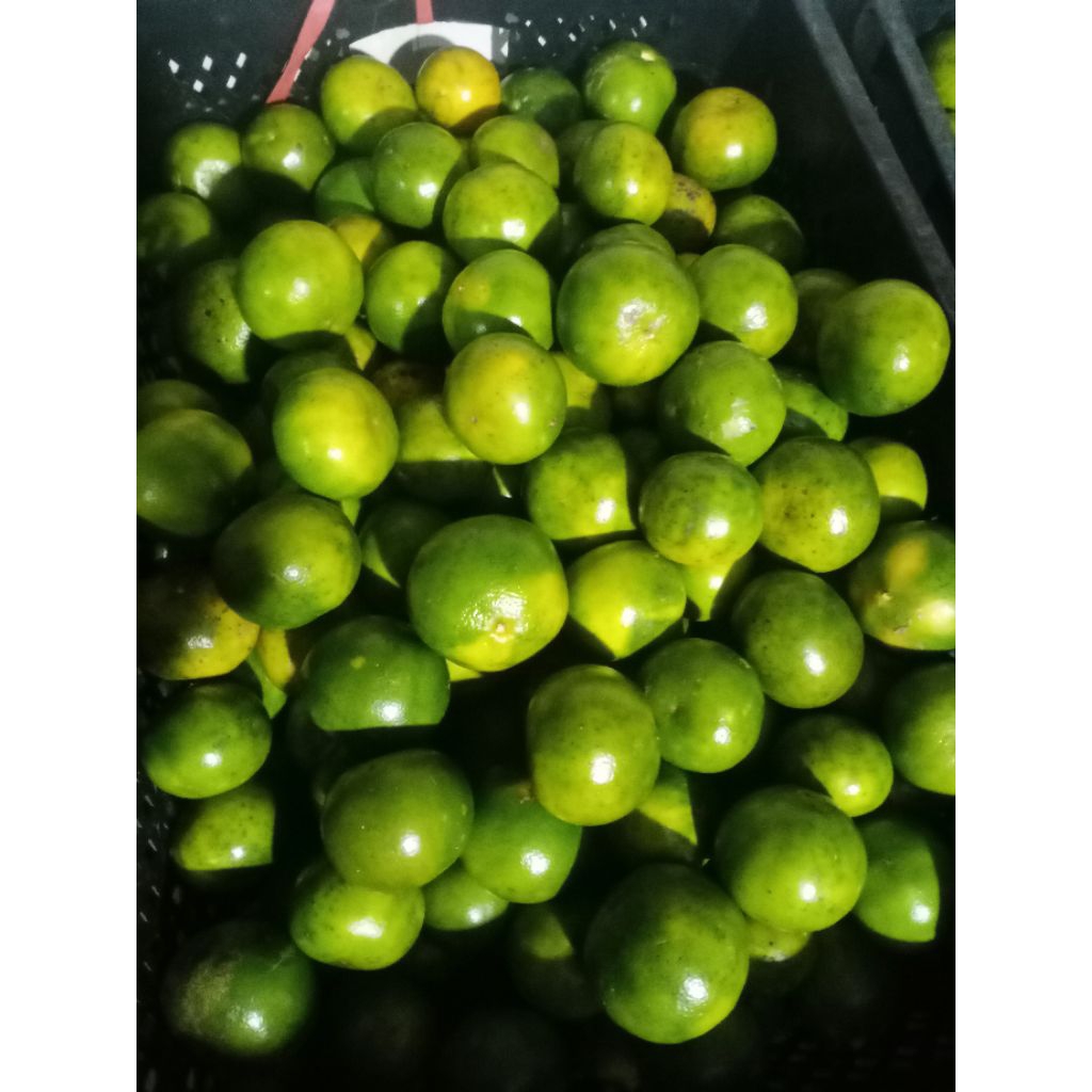 

Jeruk Peras FRESH " SUPER PREMIUM JEMBER" kemasan 1 kg fresh