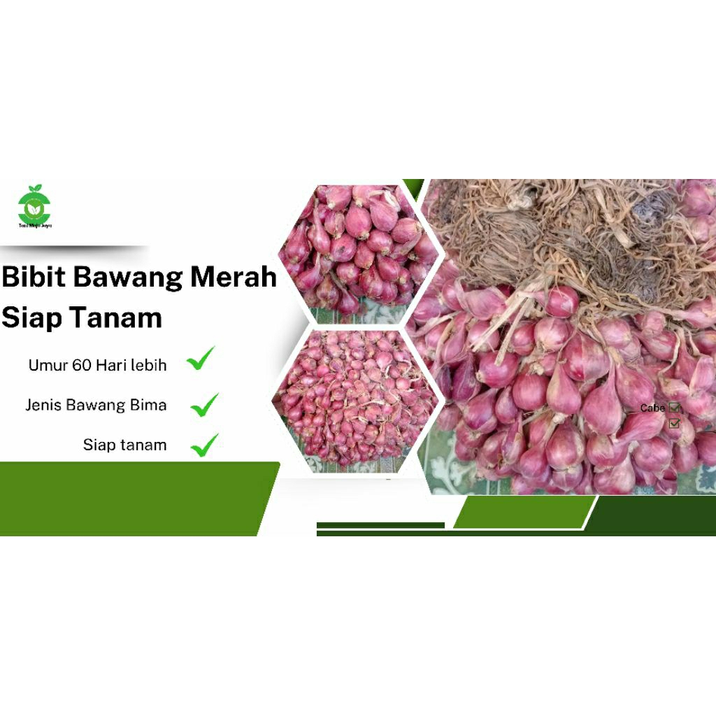 

BIBIT BAWANG MERAH BREBES VARIETAS BIMA UKURAN 500 GRAM. BERISI, TIDAK KOPONG