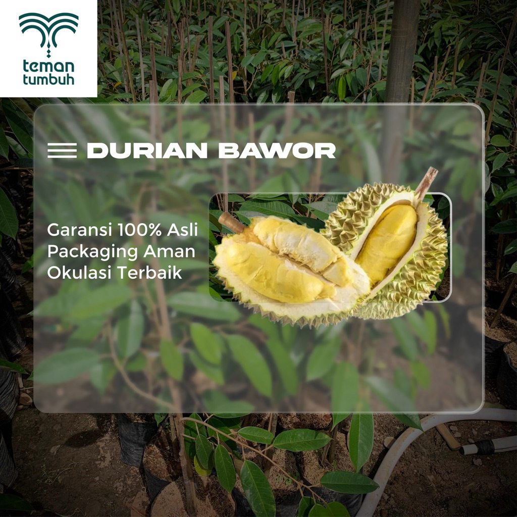 Bibit Buah Durian Bawor