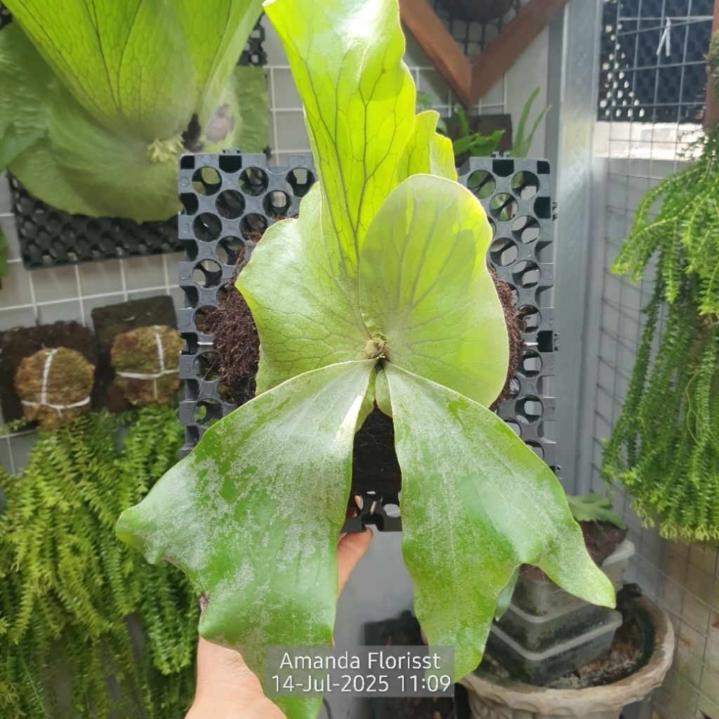 PLATYCERIUM NEPTUNE ANAKAN SESUAI FOTO