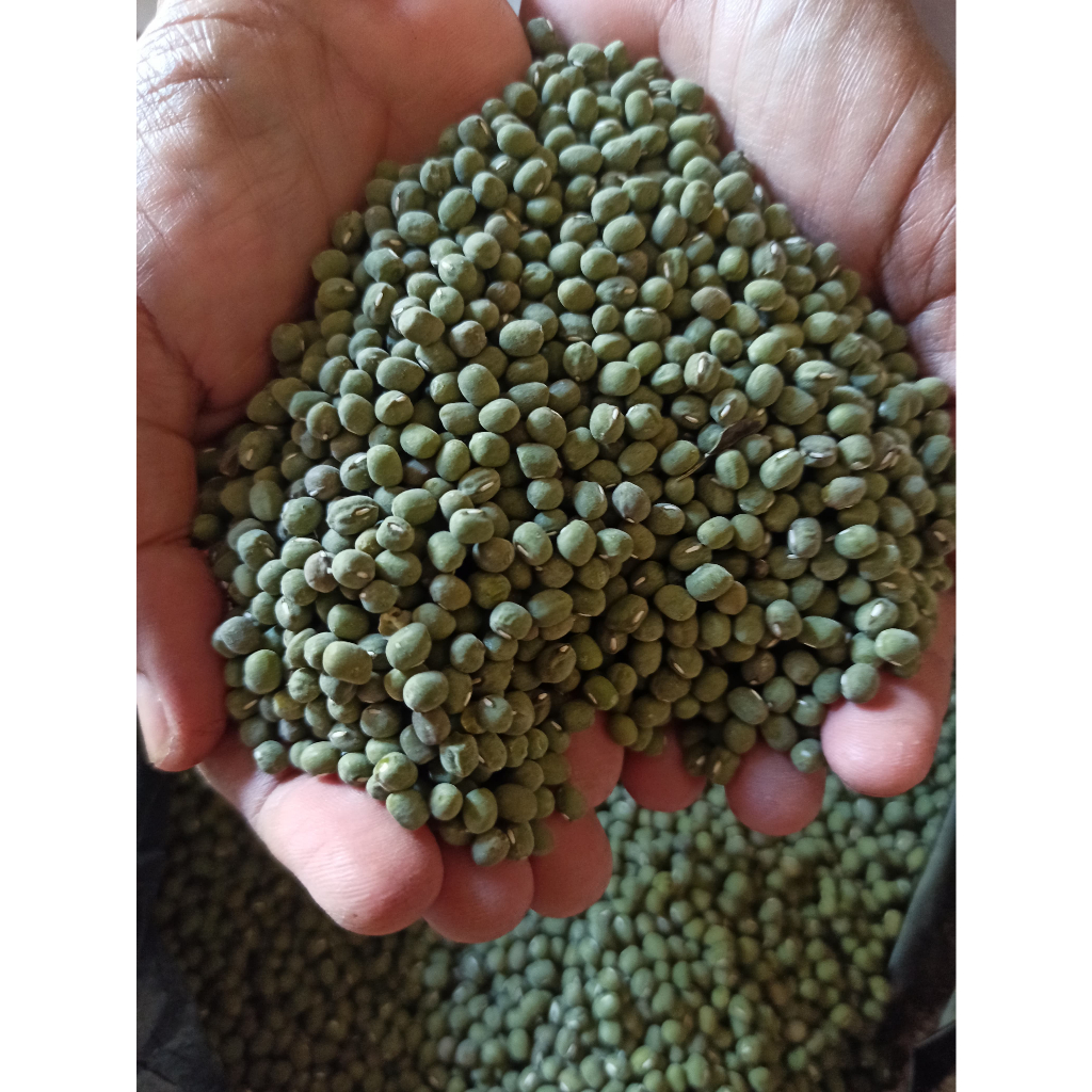 

Bibit Benih Kacang Hijau Kualitas Super Unggul 1/2 - 1 Kg | Kacang Hijau Murah Langsung Dari Sawah