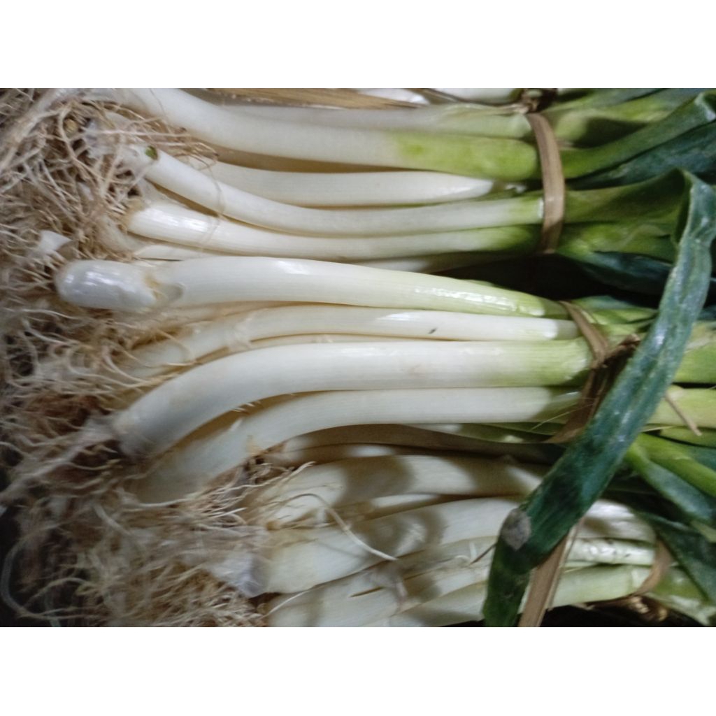 

SAYUR DAUN PREI / GODONG PRE / DAUN BAWANG segar