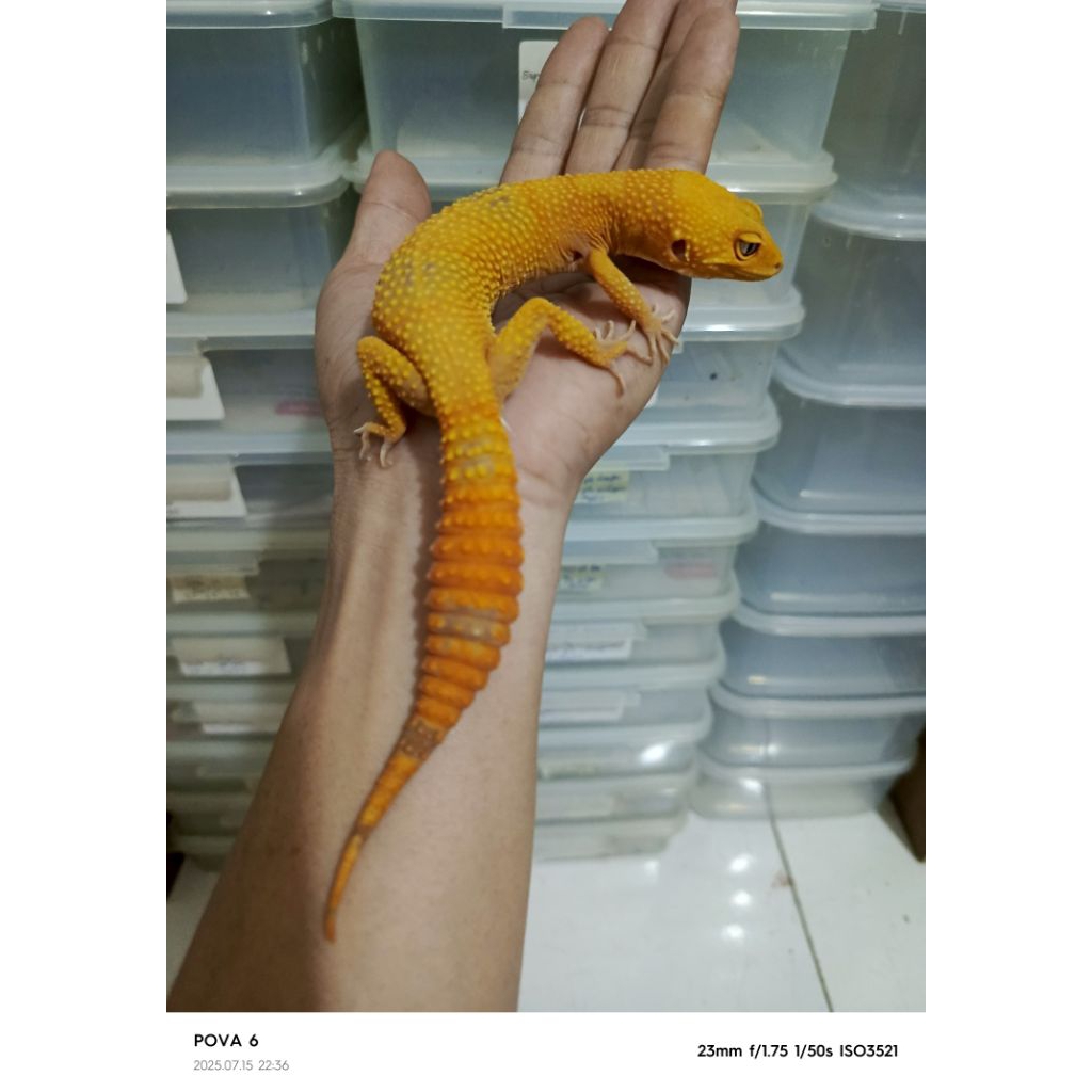 leopard mainan gecko dan anak anak juga remaja data aman