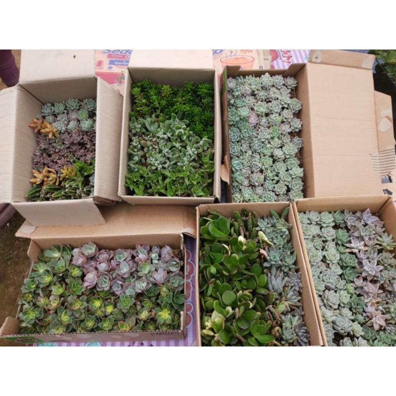 media tanam tanaman kaktus sukulen cactus succulent mini tanaman hias kaktus (tanaman saja)