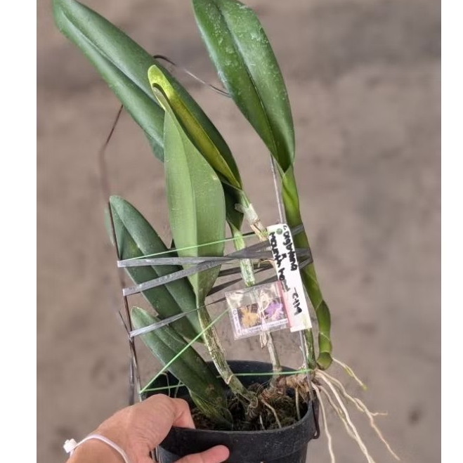 Anggrek Catleya Dewasa