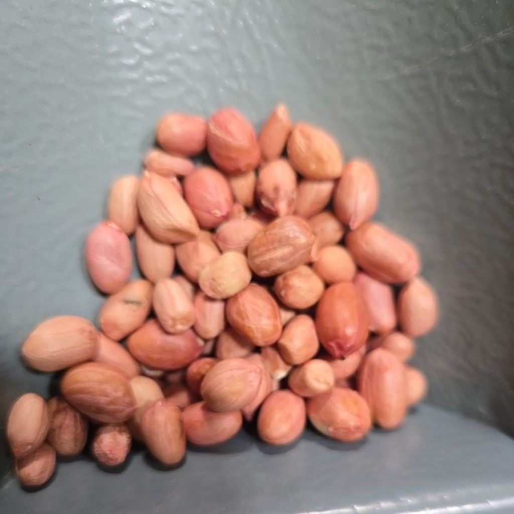 

kacang india putih bal an 50kg