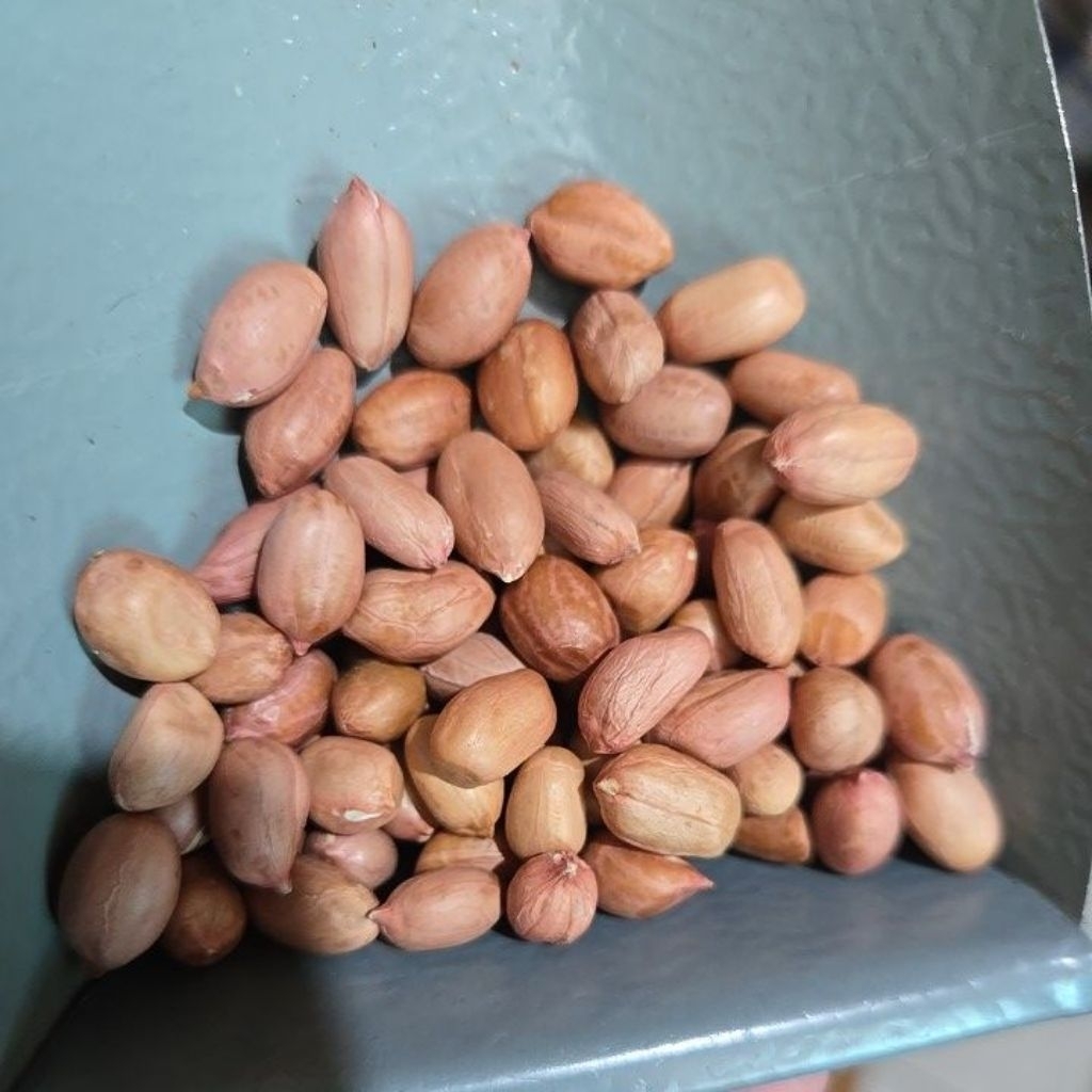 

kacang india putih uk besar 50/60 bal an 50 kg