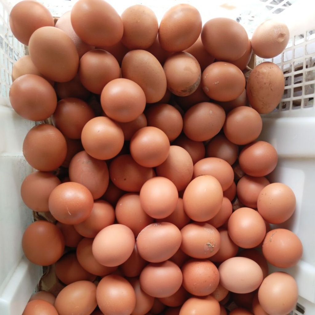 

Telur ayam, itik dan asin lokal dan fress