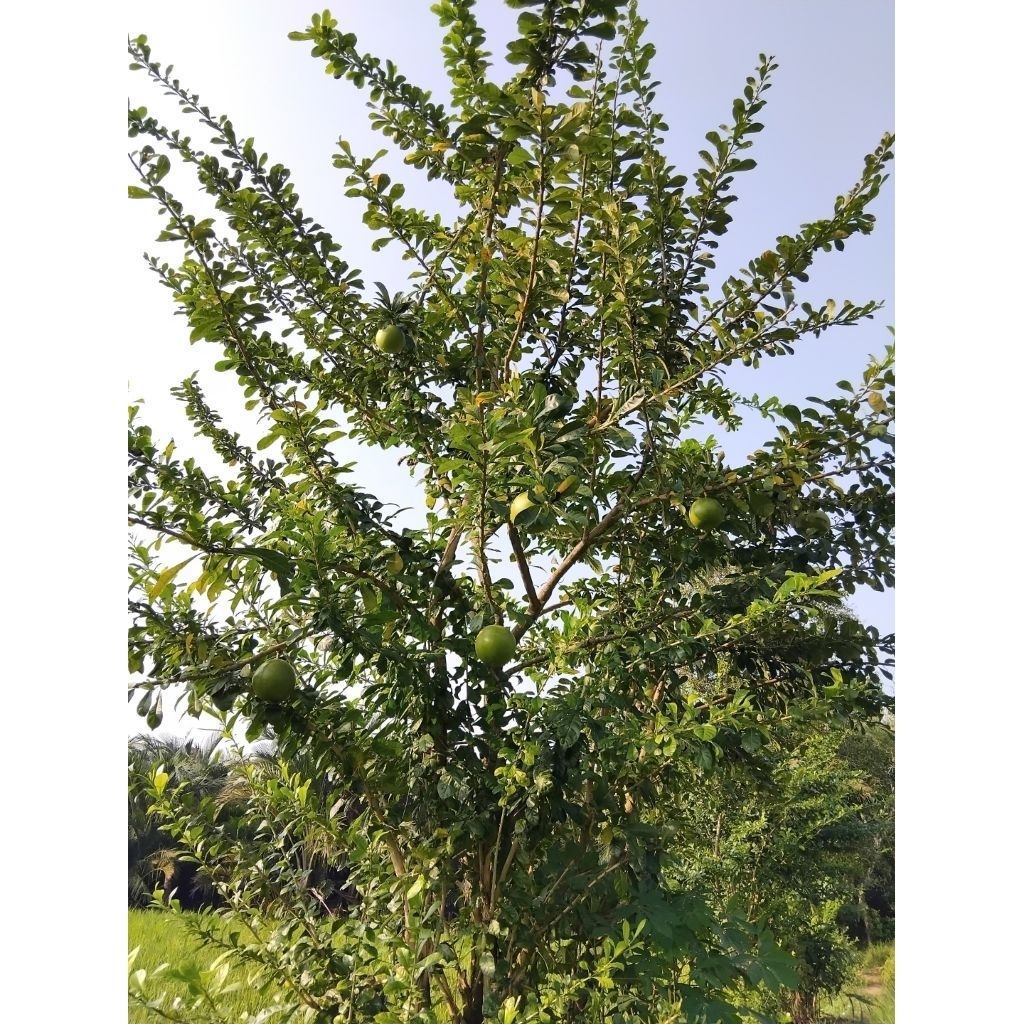 

Buah maja | buah berenuk petik langsung di pohon