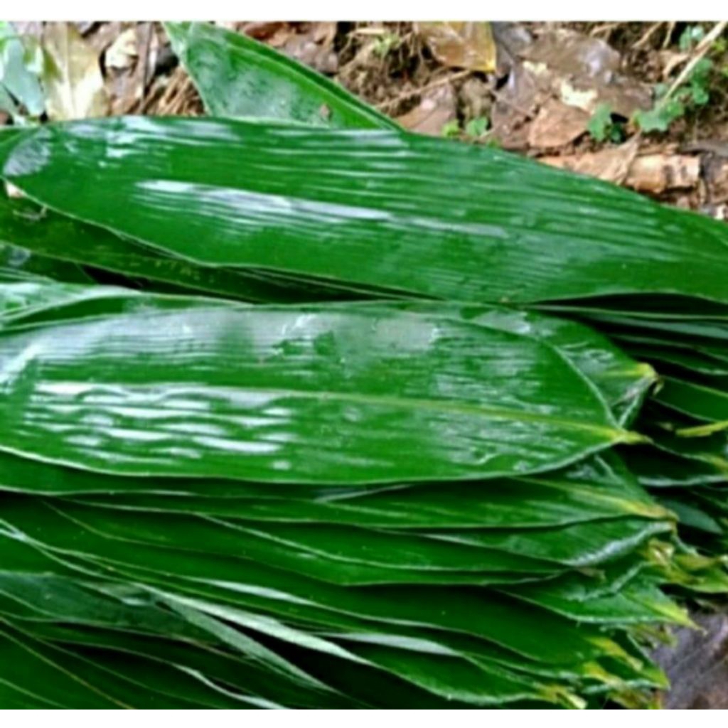 

daun bambu/daun AWi 100 lembar