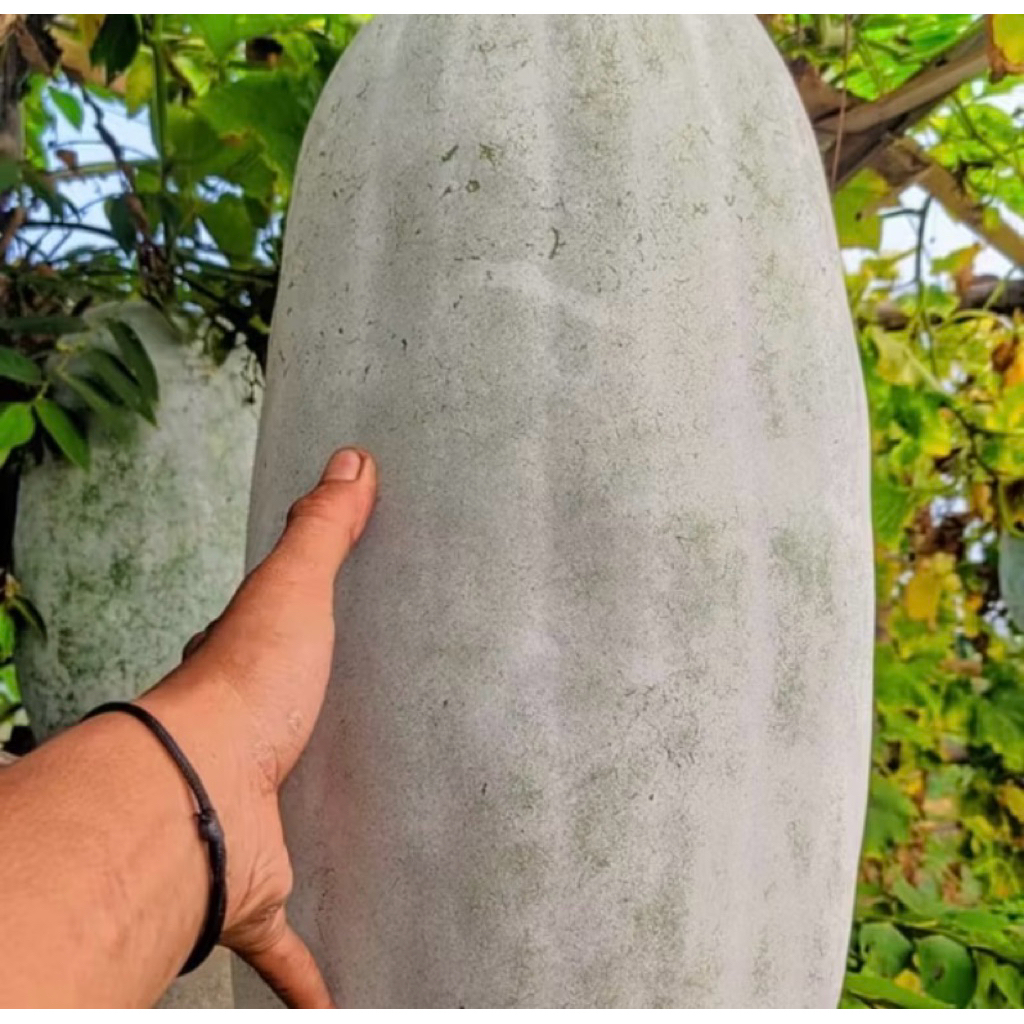 

Buah kundur/bligo tua -+1kg - 1,5kg