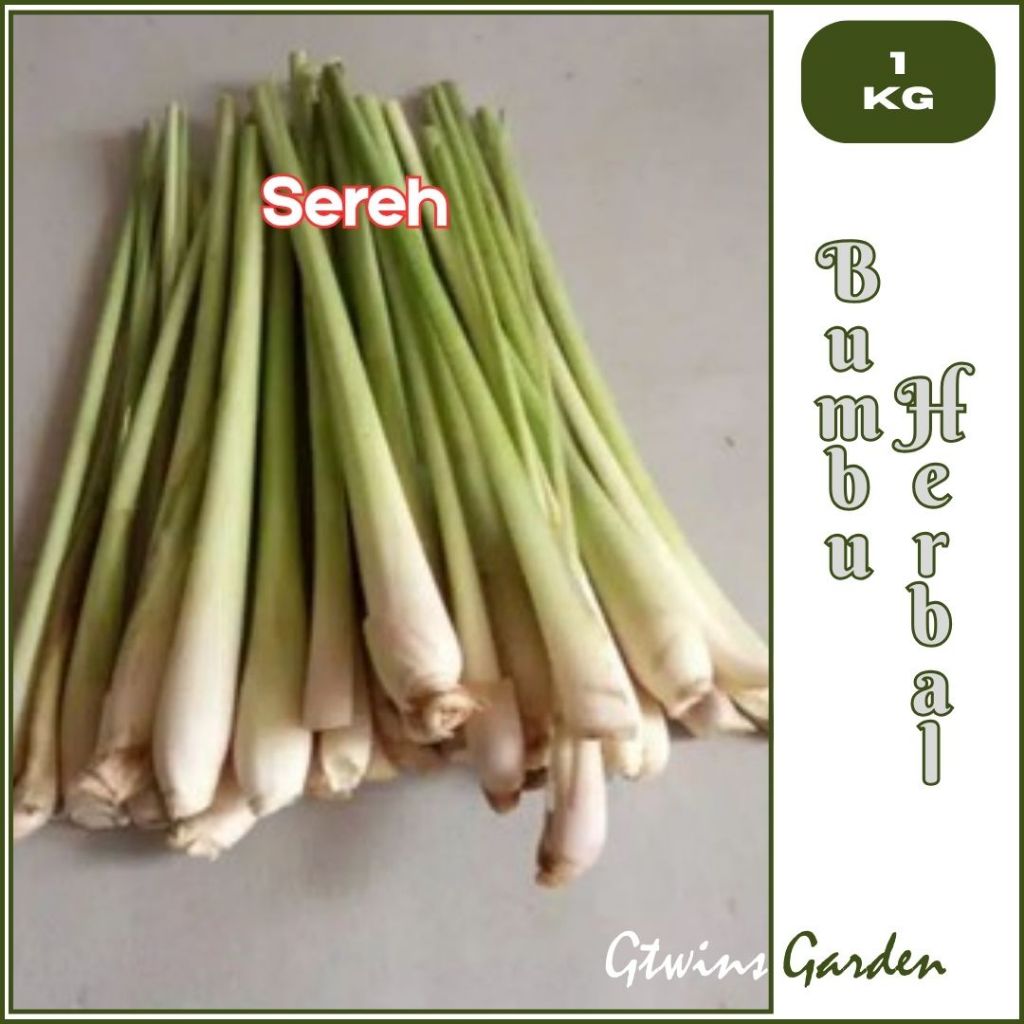

GG | Sereh Serai Putih Bumbu dapur Herbal Segar langsung petik dari kebun