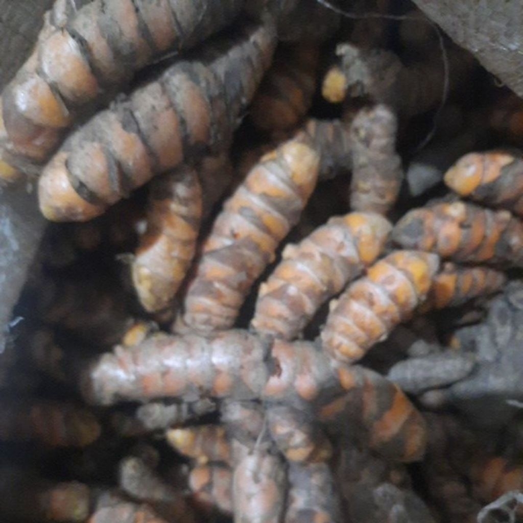 

Kunyit asli original hasil bumi Indonesia kunyit lokal