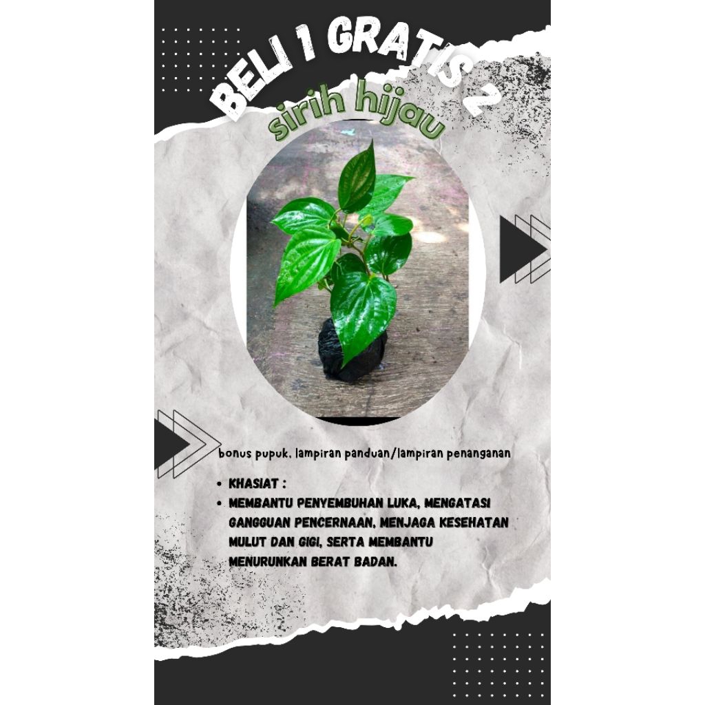 

promo beli satu gratis 2 tanaman herbal sirih hijau
