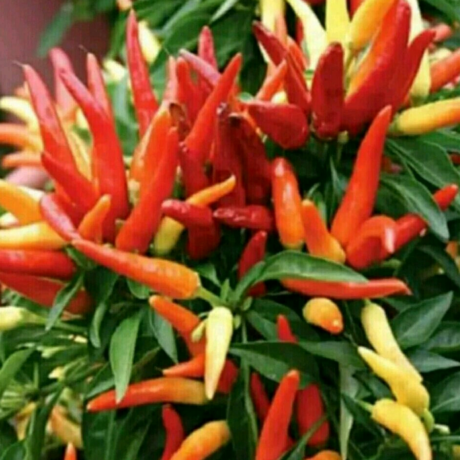 Tanaman pohon cabe setan/bibit pohon cabe setan