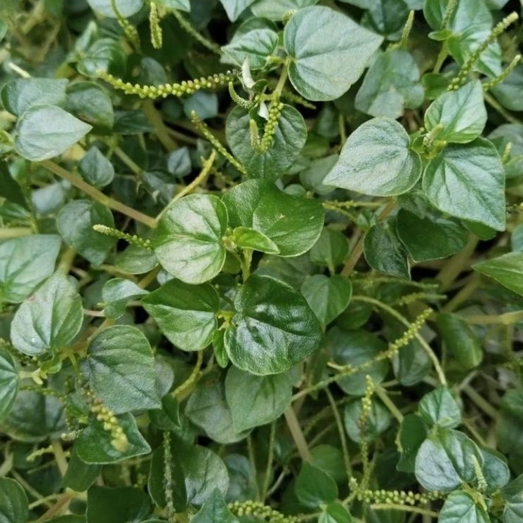 

DAUN SIRIH CHINA 1 KG SEGAR