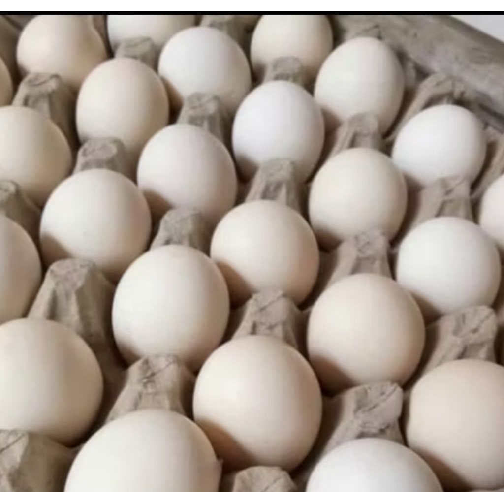 

Telor Fertil Elba Untuk di tetaskan