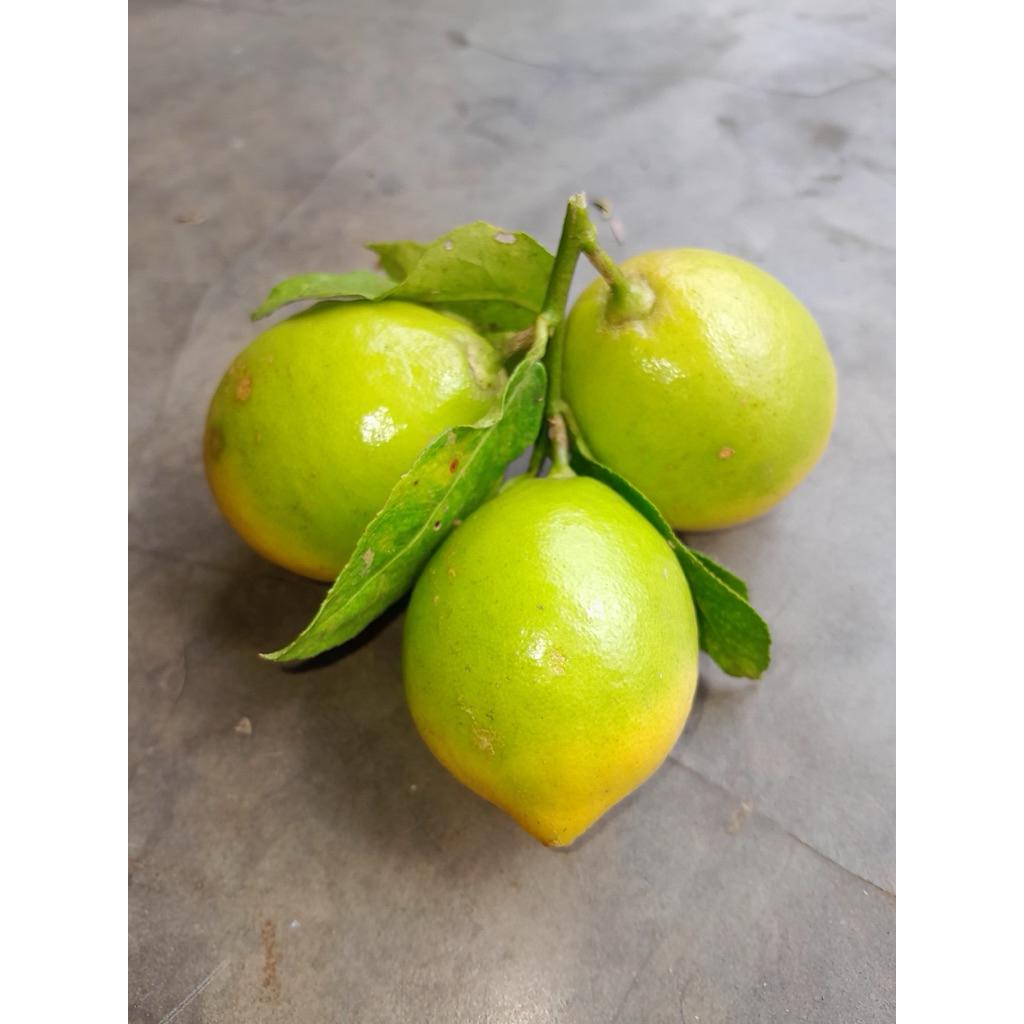 

LEMON LOKAL FRESH PETIK KEBUN 1KG