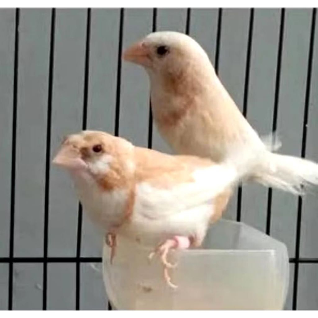 Indukan EMJE ( emprit Jepang)  sepasang siap breeding