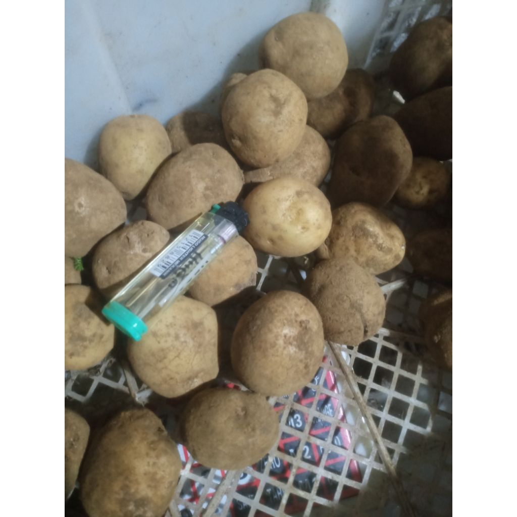 

kentang dieng sedang / kentang kecil baby potato (1kg)