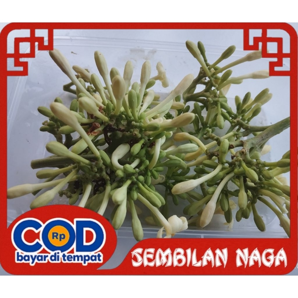 

Bunga pepaya gantung / kembang kates gantung untuk masakan/tumisan tradisional kemasan 100gr