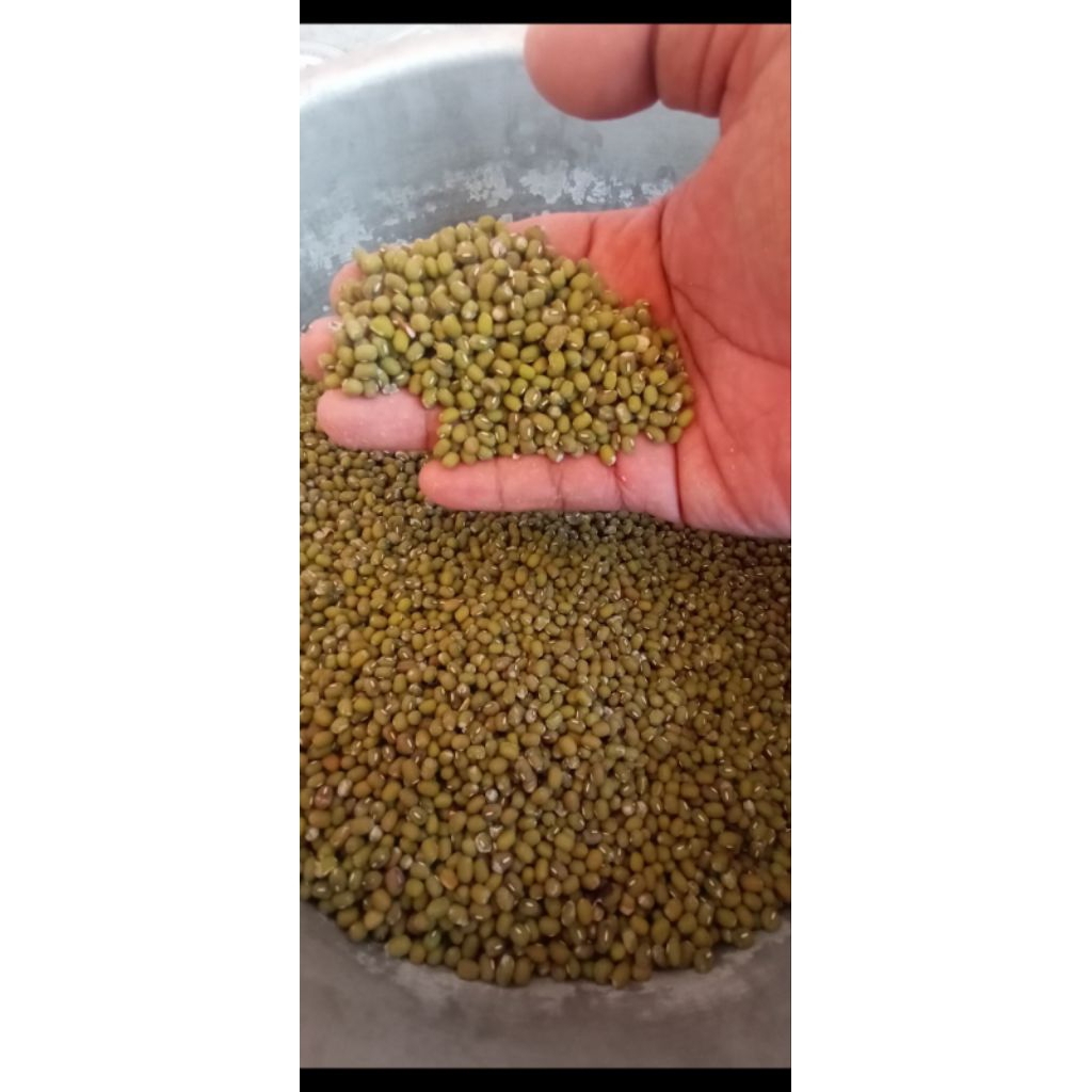 

kacang hijau super 1 kg