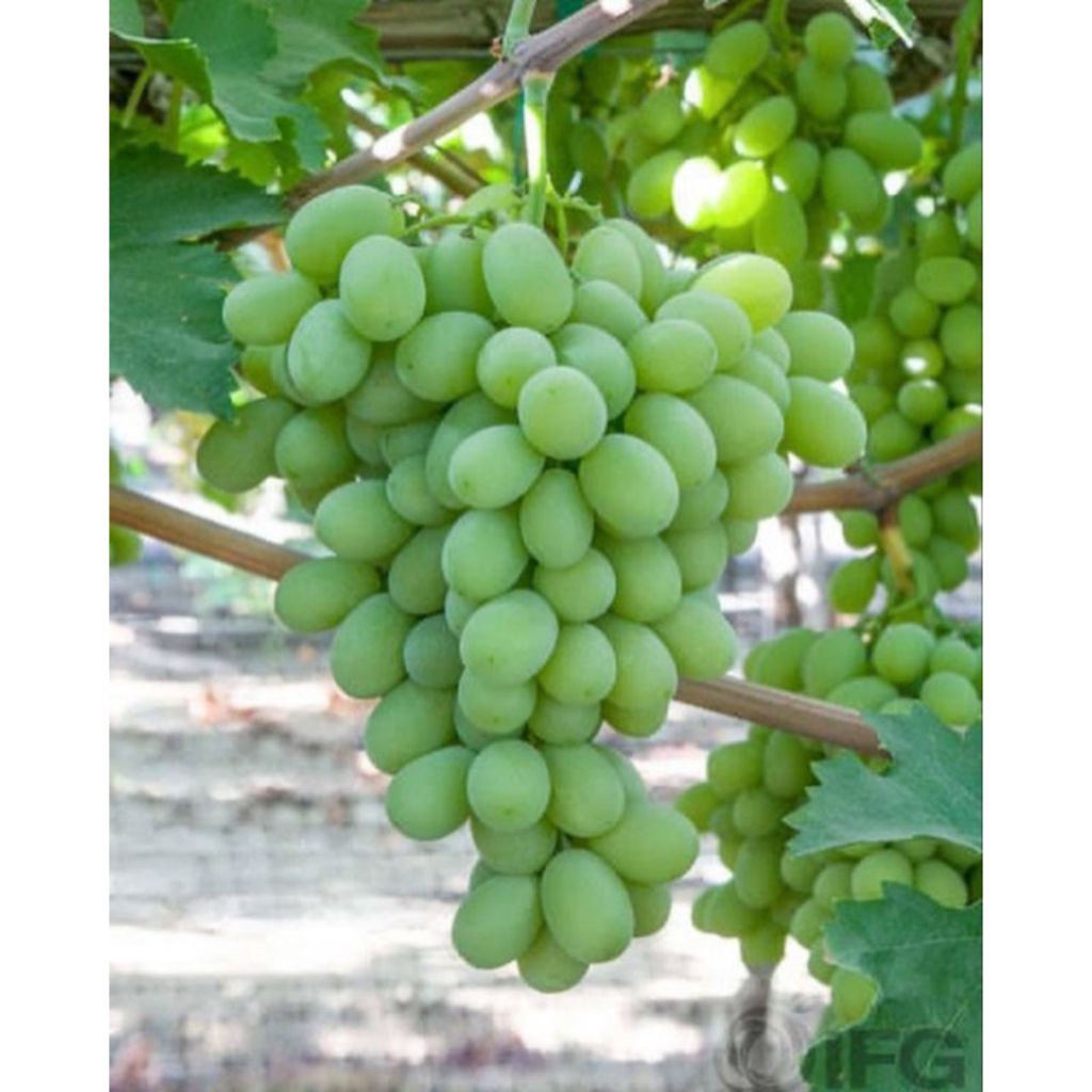 Bibit Anggur Hijau SHINE MUSCAT Cepat Berbuah