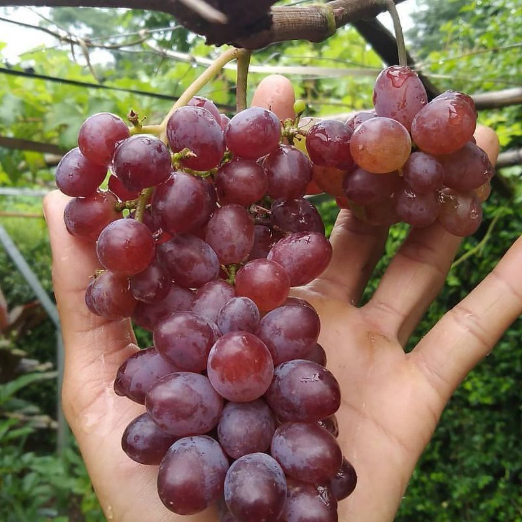 bibit anggur import ruby roman hasil ownroot