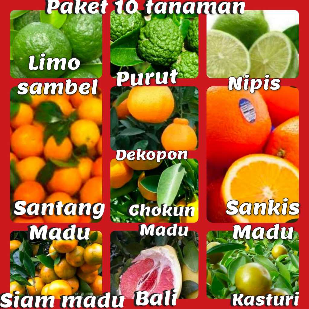 Paket 10 Bibit Jeruk ( Limo, Purut, Nipis, Santang Madu, Dekopon, Chokun, Sankis, Siam, Bali, Kastur