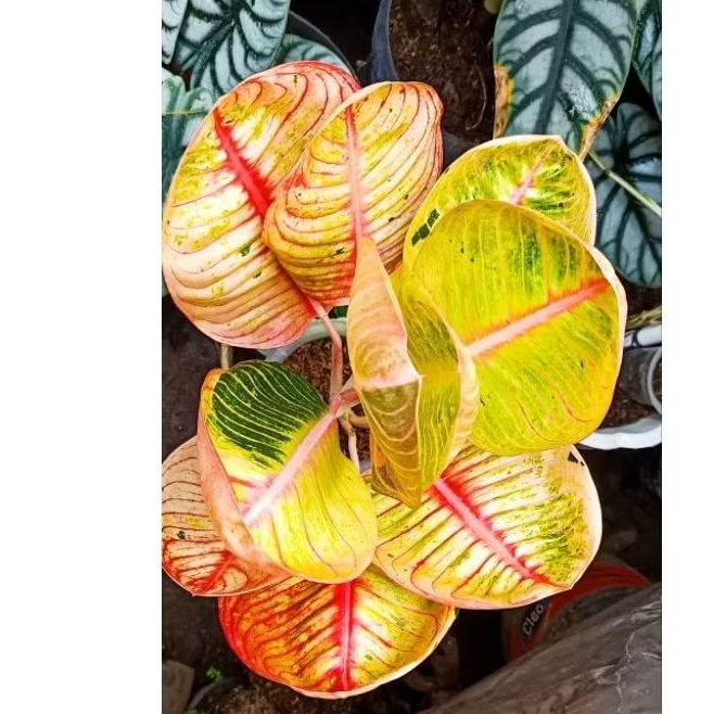 AGLOMA GOLIATH MERAH