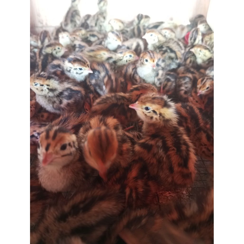 DOQ BURUNG PUYUH jantan PER EKOR